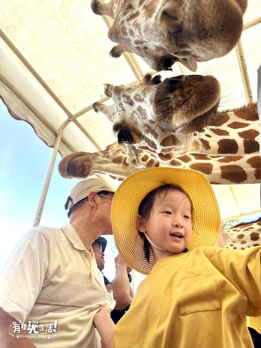 Safari Park 三隻長頸鹿從遊園車頂垂下頭,小孩抬頭看