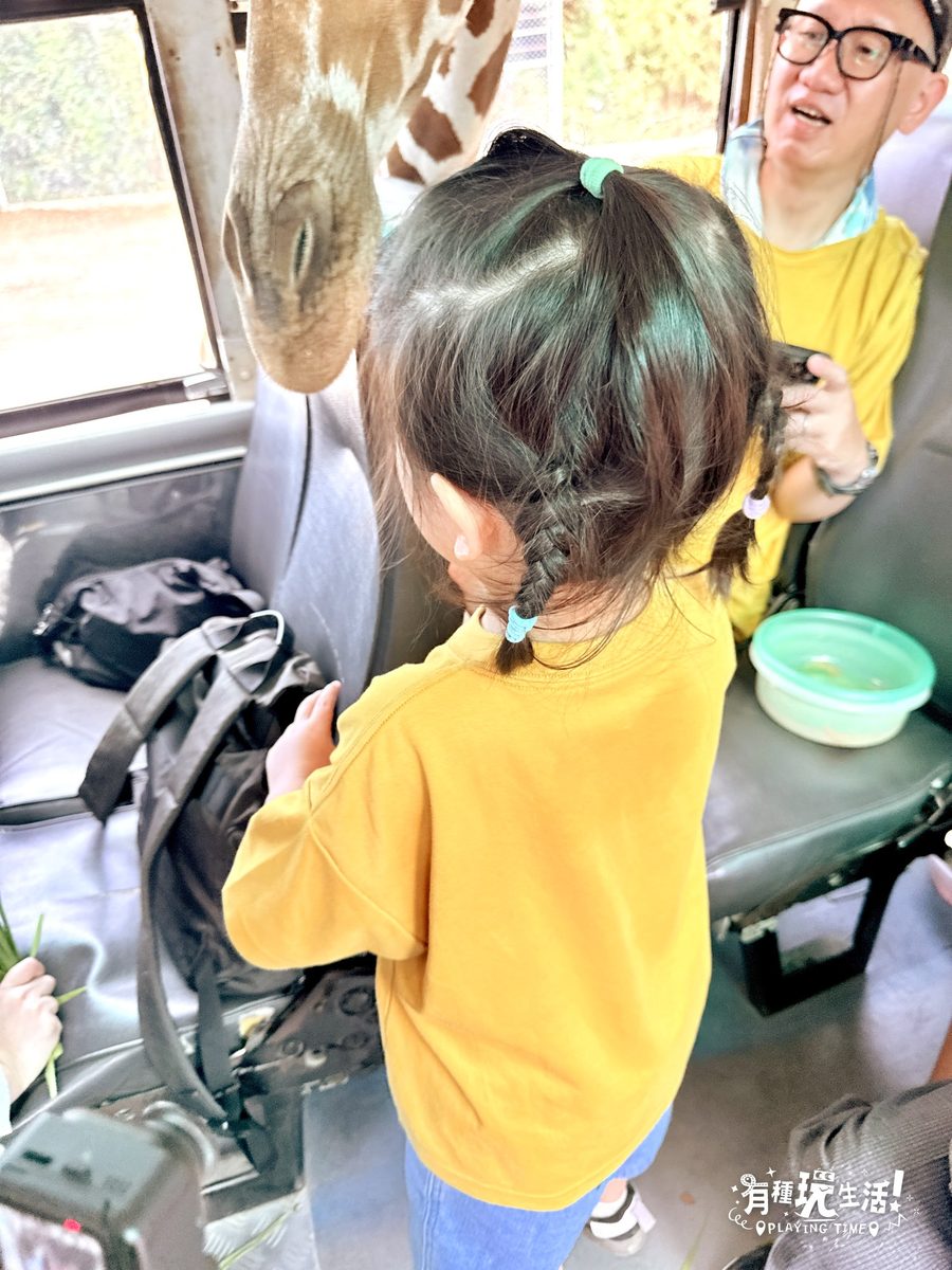 Safari Park 長頸鹿把頭伸進遊園車內近距離餵食