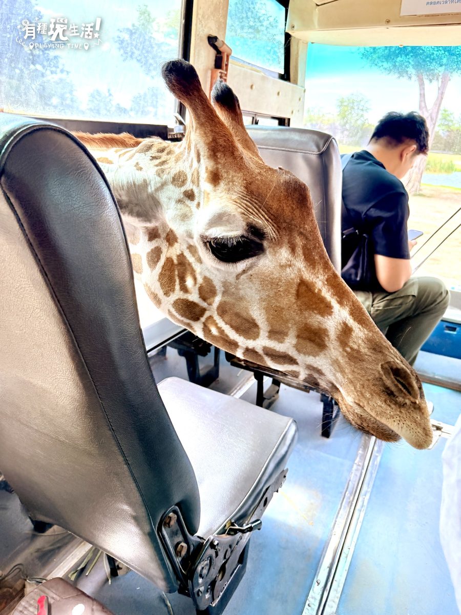 Safari Park 長頸鹿把頭伸進遊園車內近距離餵食