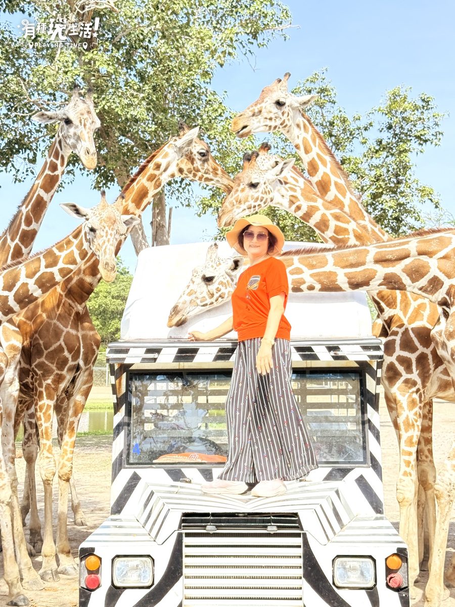 Safari Park 小卡車專屬拍照,長頸鹿從上方圍過來