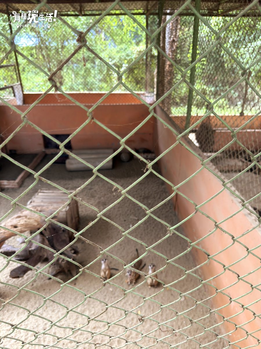 Safari Park 步行區偏舊的鐵絲網籠舍與狐獴