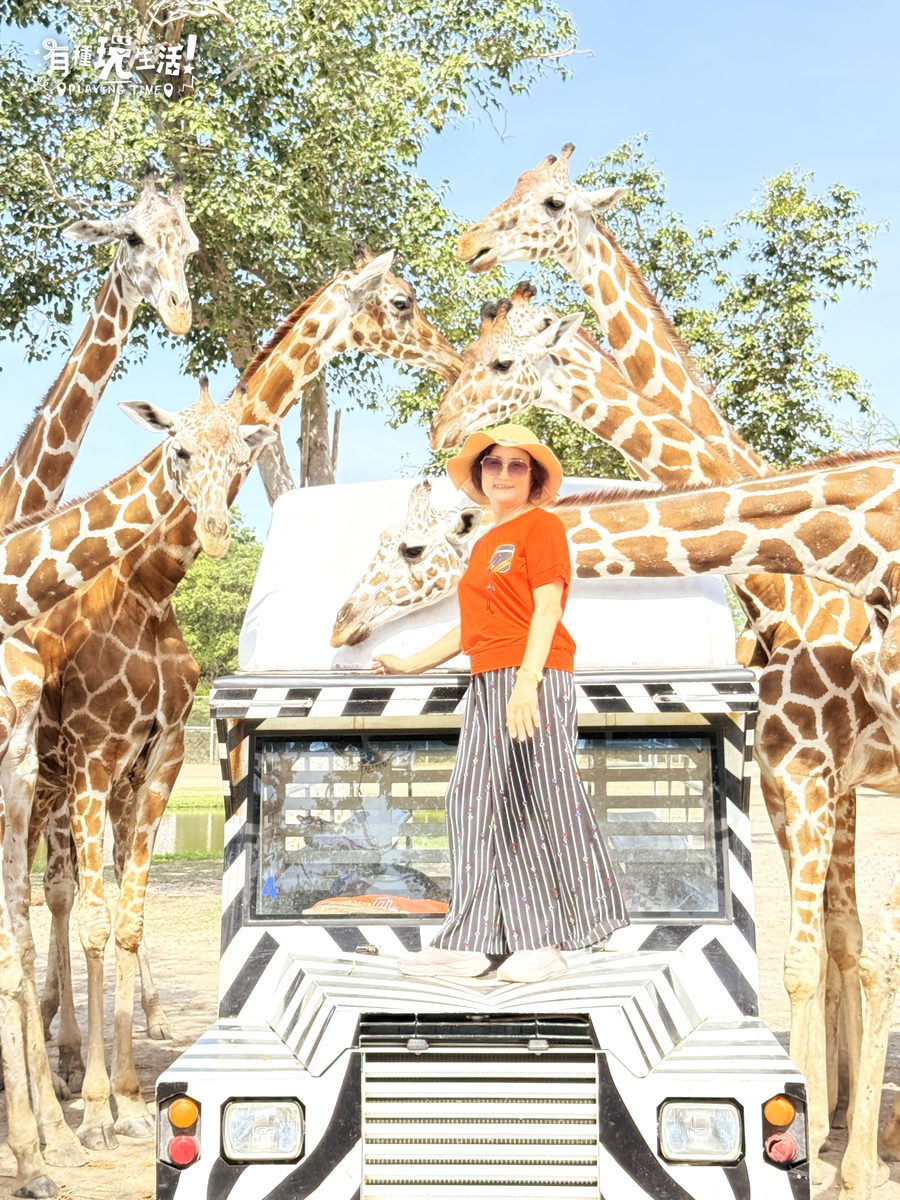 Safari Park 斑馬紋小卡車專屬拍照,長頸鹿從上方圍過來
